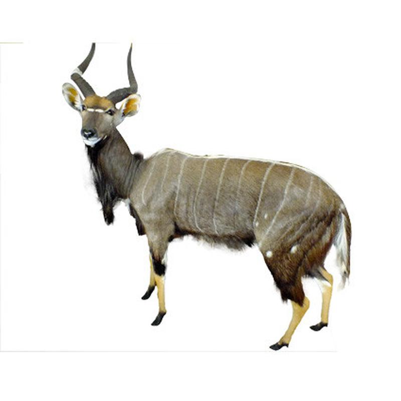 Nyala Full Mount - NFM_04 - Image 3