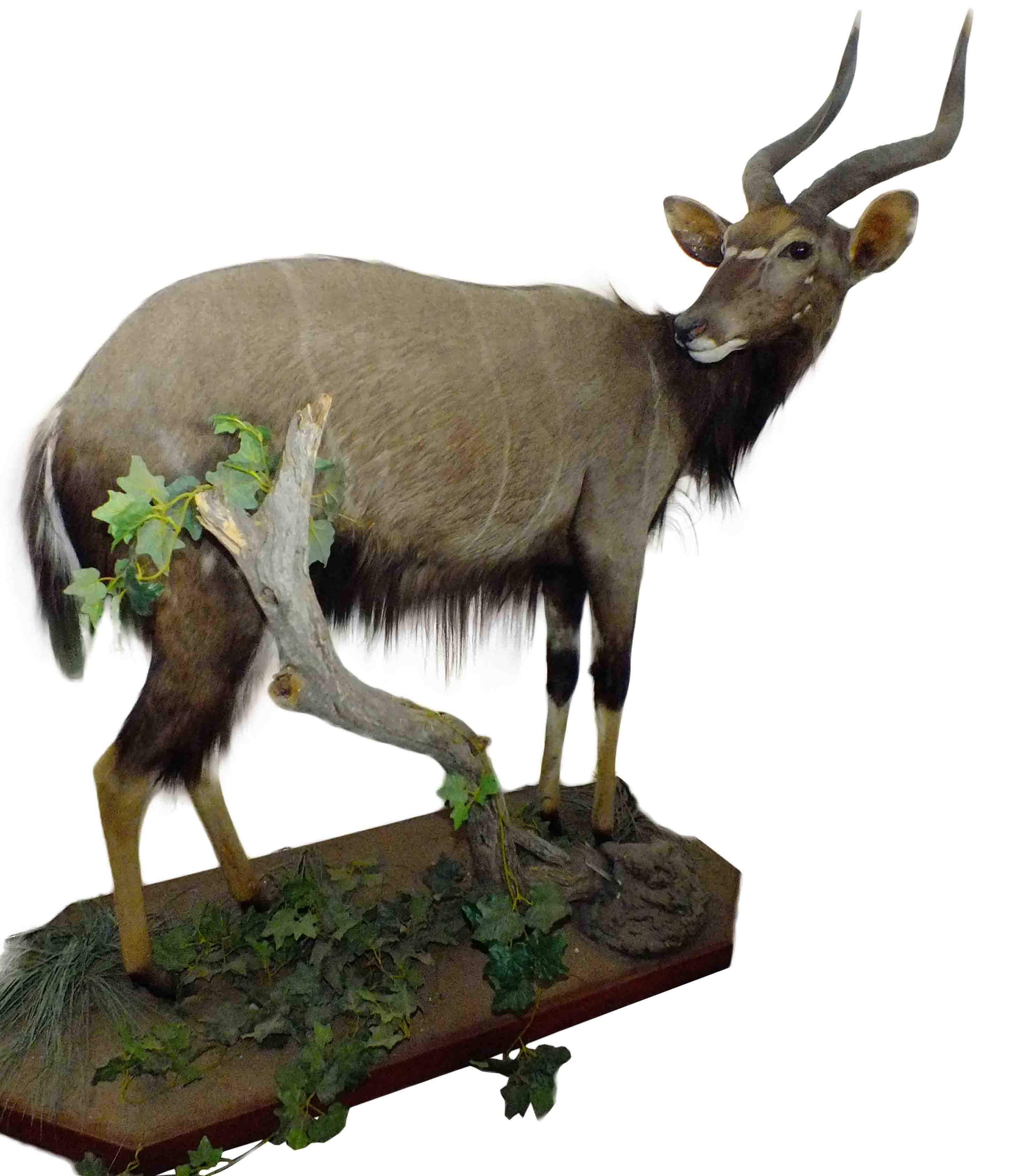 Nyala Full Mount On Base - NY01 - Image 2