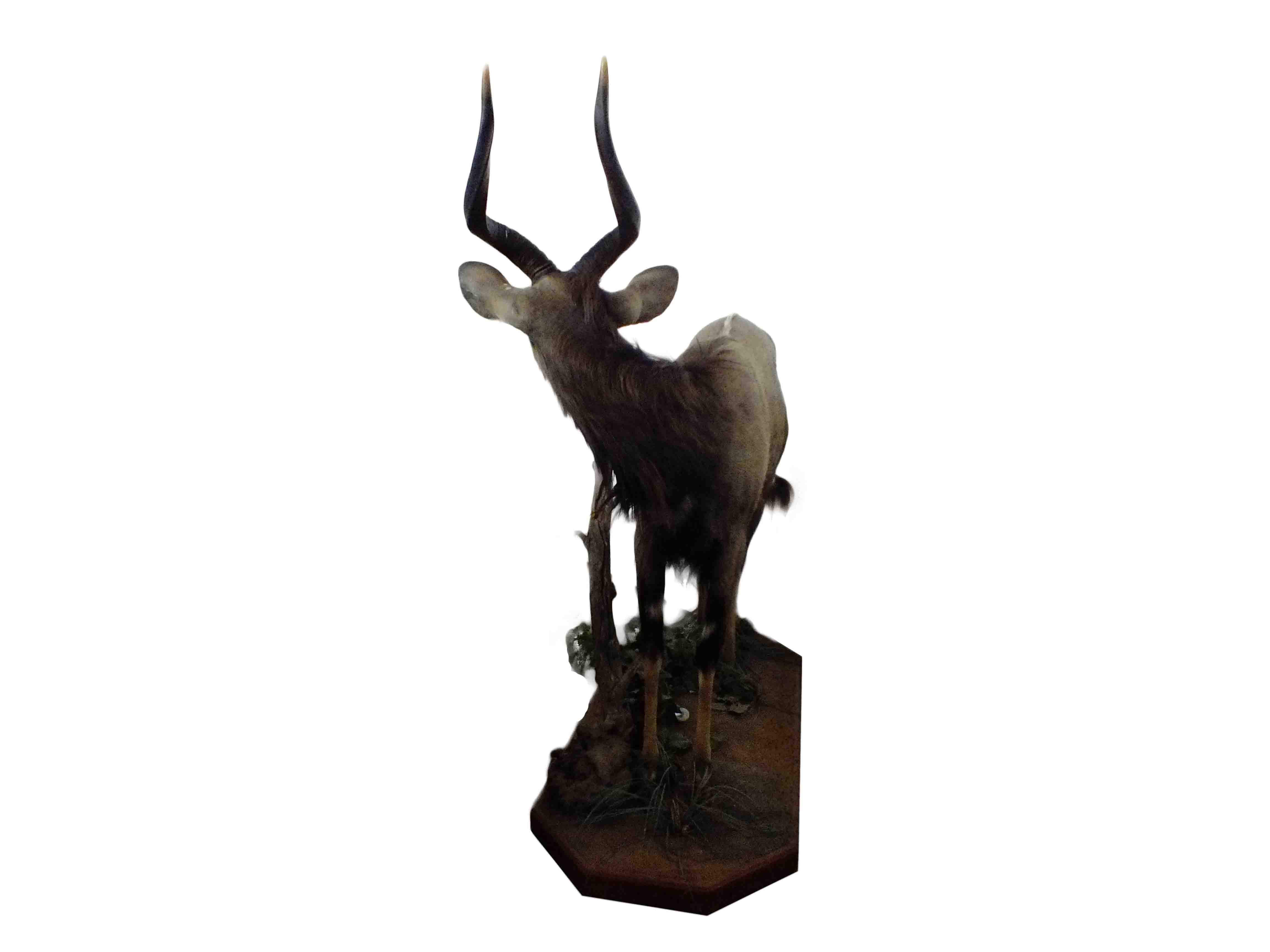 Nyala Full Mount On Base - NY01 - Image 3
