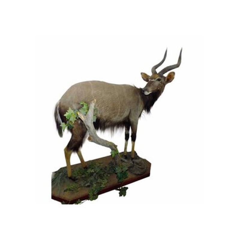 Nyala Full Mount On Base - NY01
