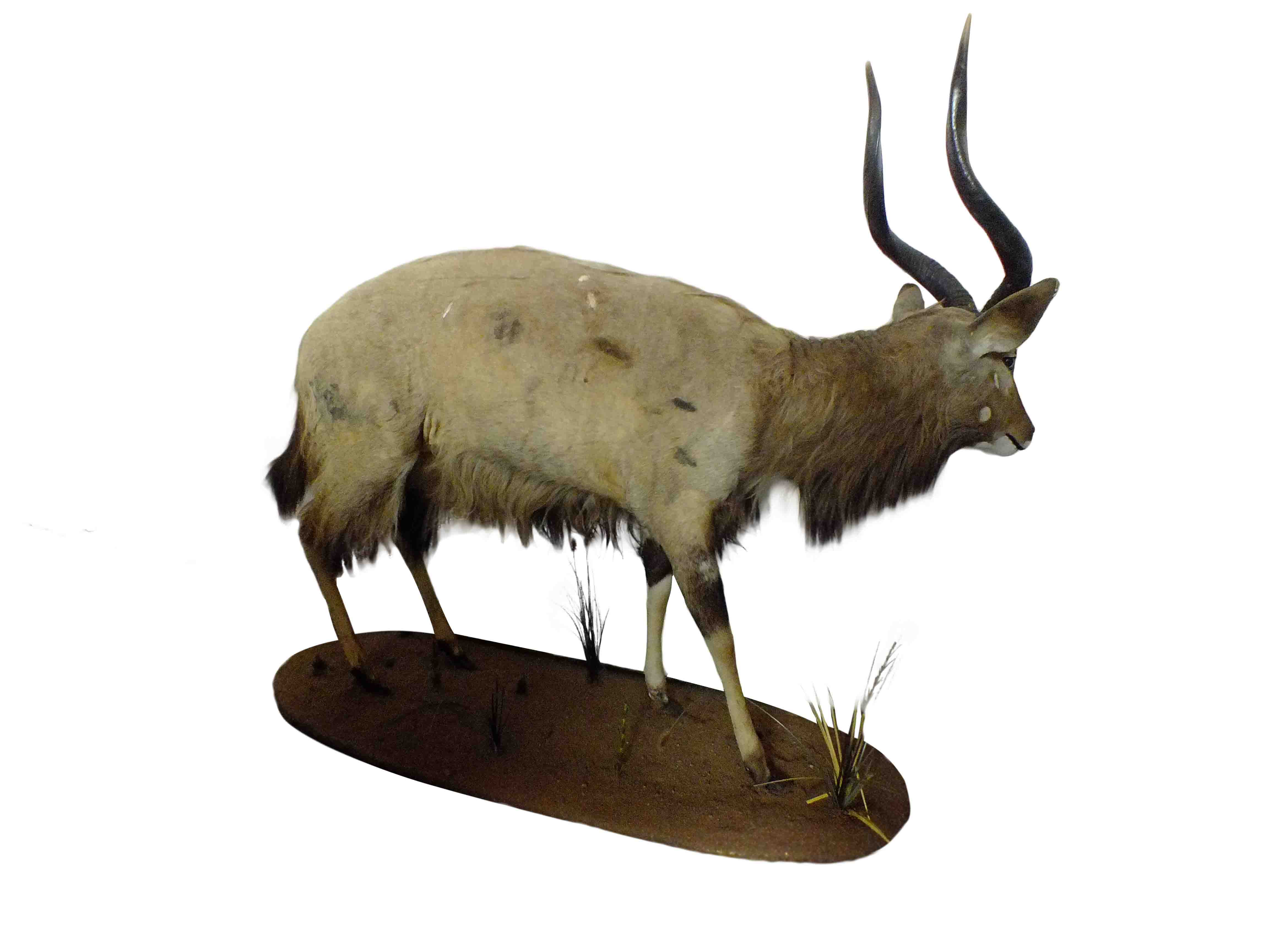 Nyala Full Mount On Base - NY02 - Image 2