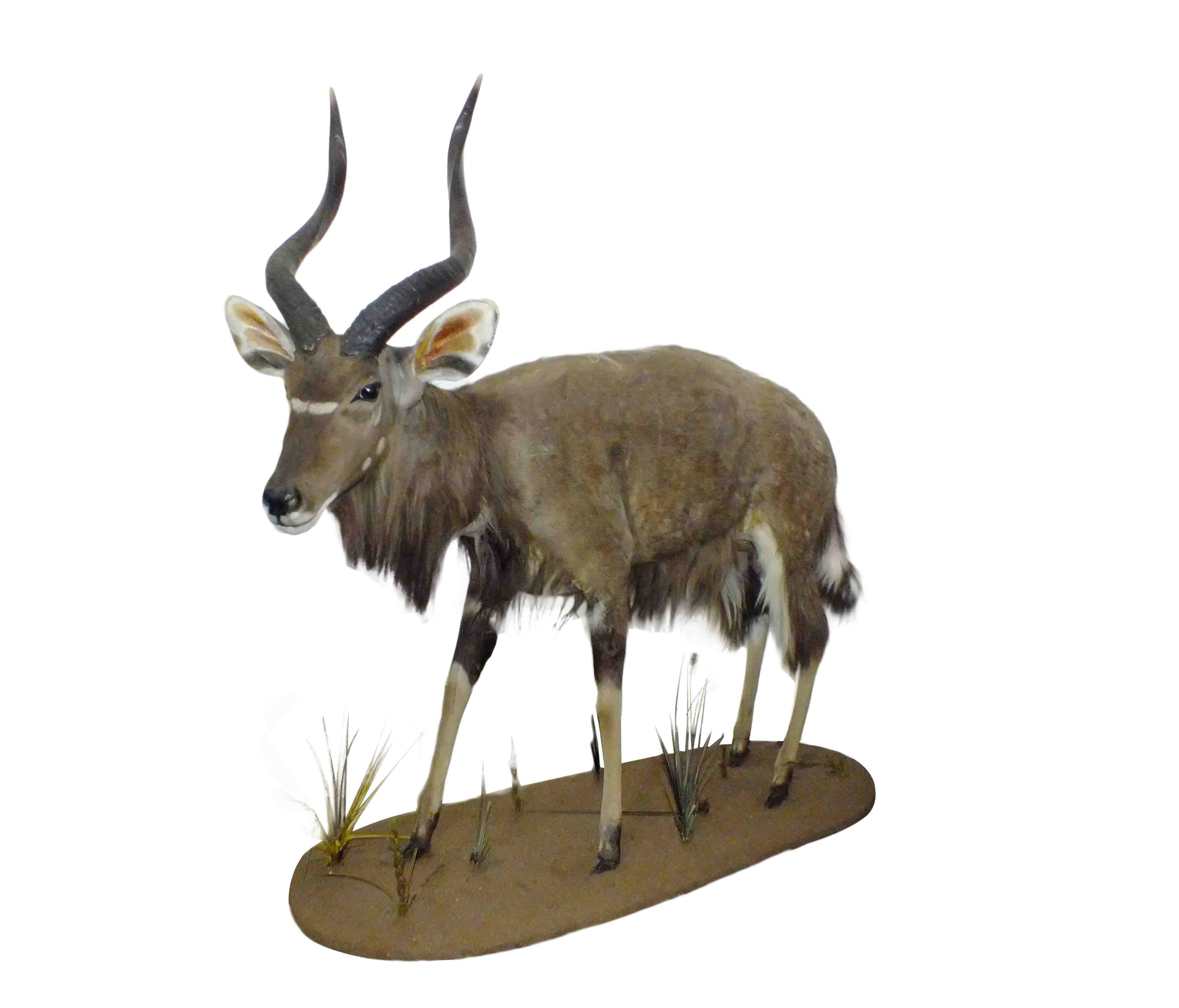 Nyala Full Mount On Base - NY02 - Image 3
