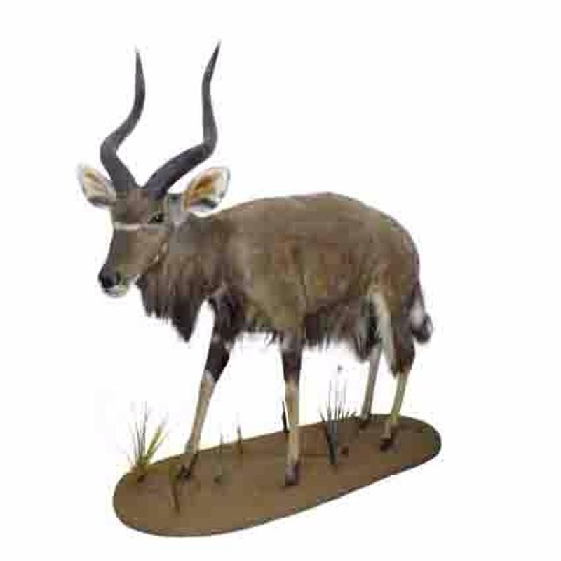 Nyala Full Mount On Base - NY02