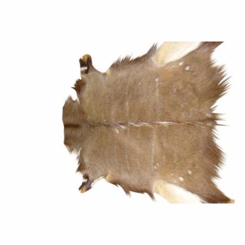Nyala Male Skin - 4594