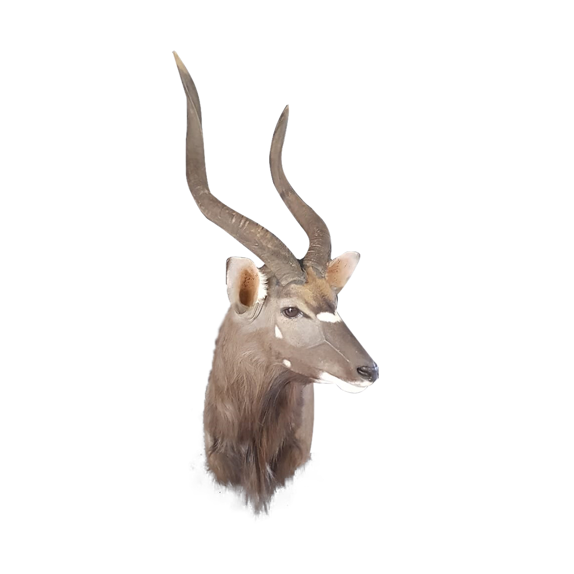 NYALA PEDESTAL MOUNT NP153 - Image 2