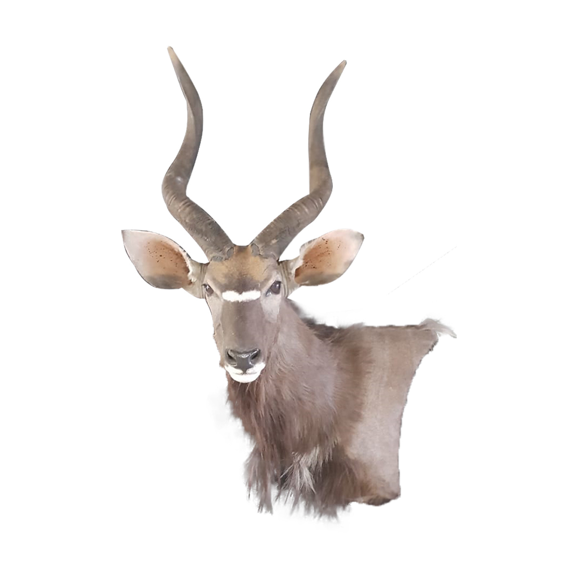 NYALA PEDESTAL MOUNT NP153 - Image 3