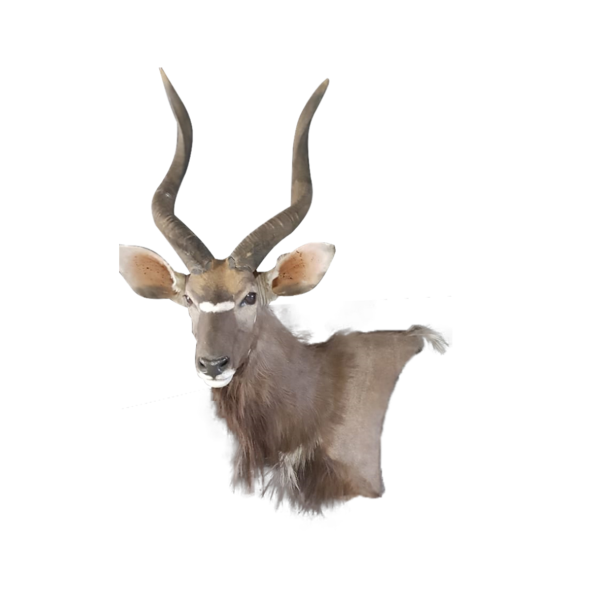NYALA PEDESTAL MOUNT NP153