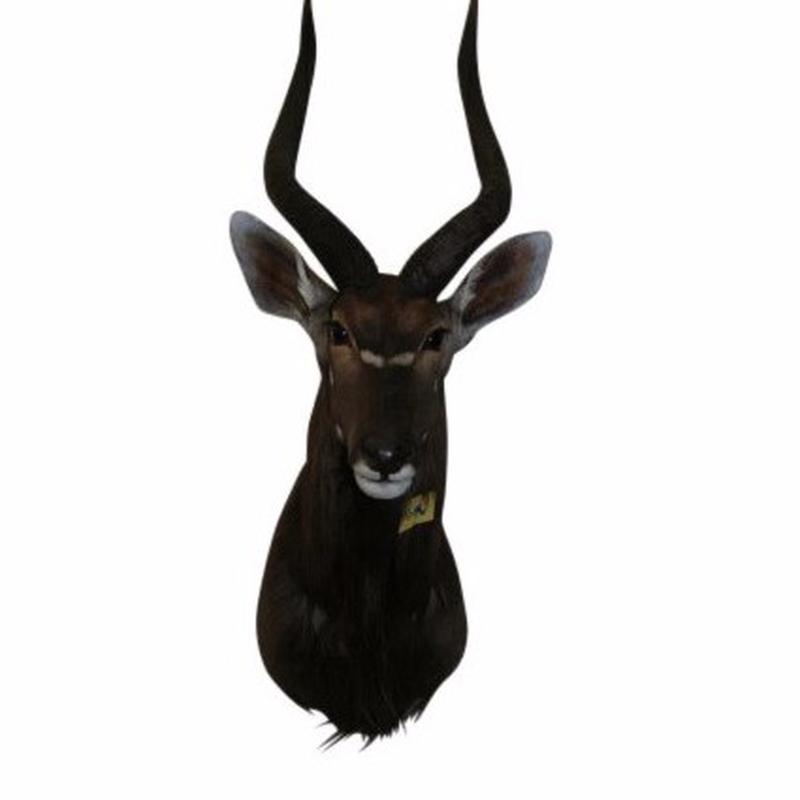 Nyala Shoulder Mount A2