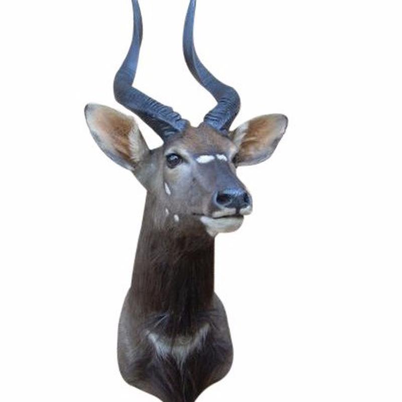 Nyala Shoulder Mount NSM01