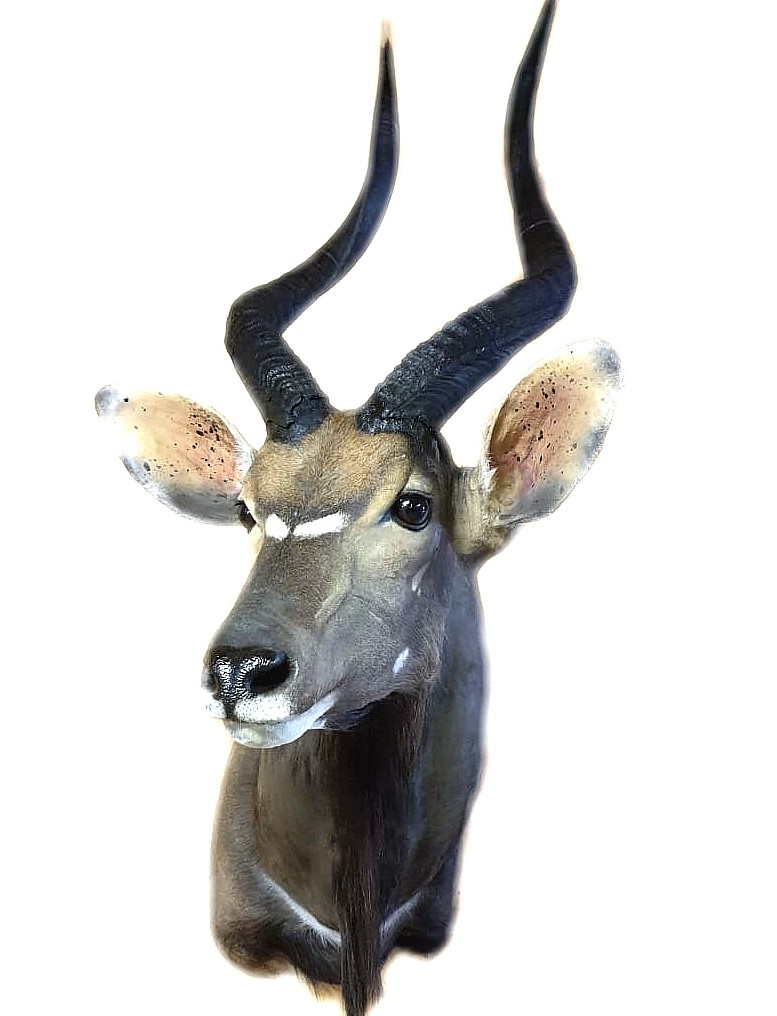 Nyala Shoulder Mount - NSM09 - Image 2