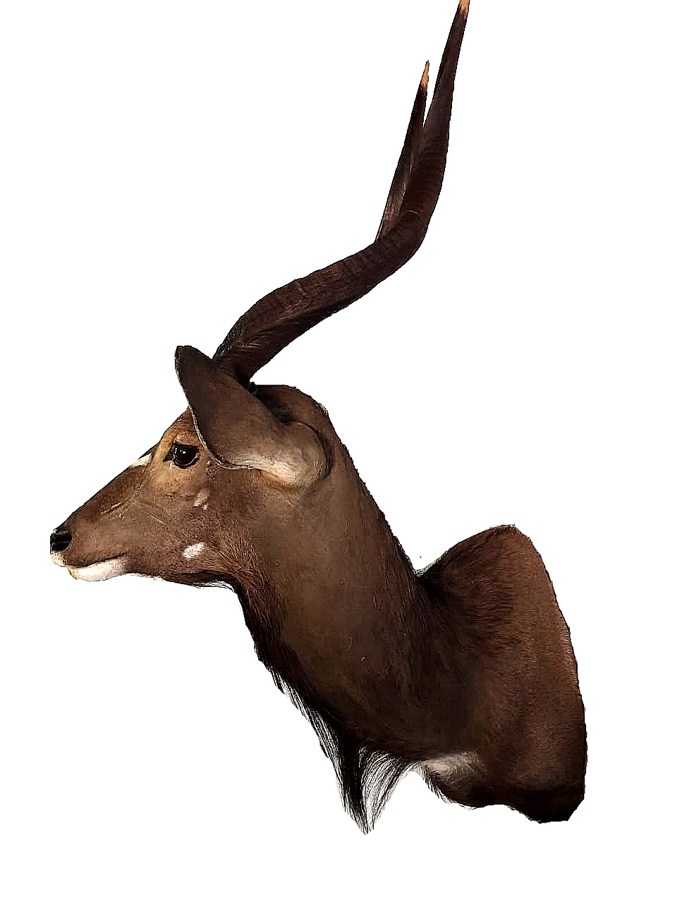 Nyala Shoulder Mount - NSM09 - Image 4