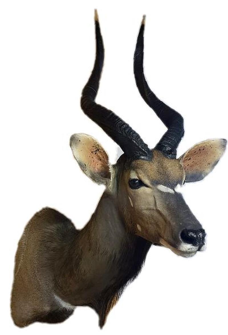 Nyala Shoulder Mount - NSM09