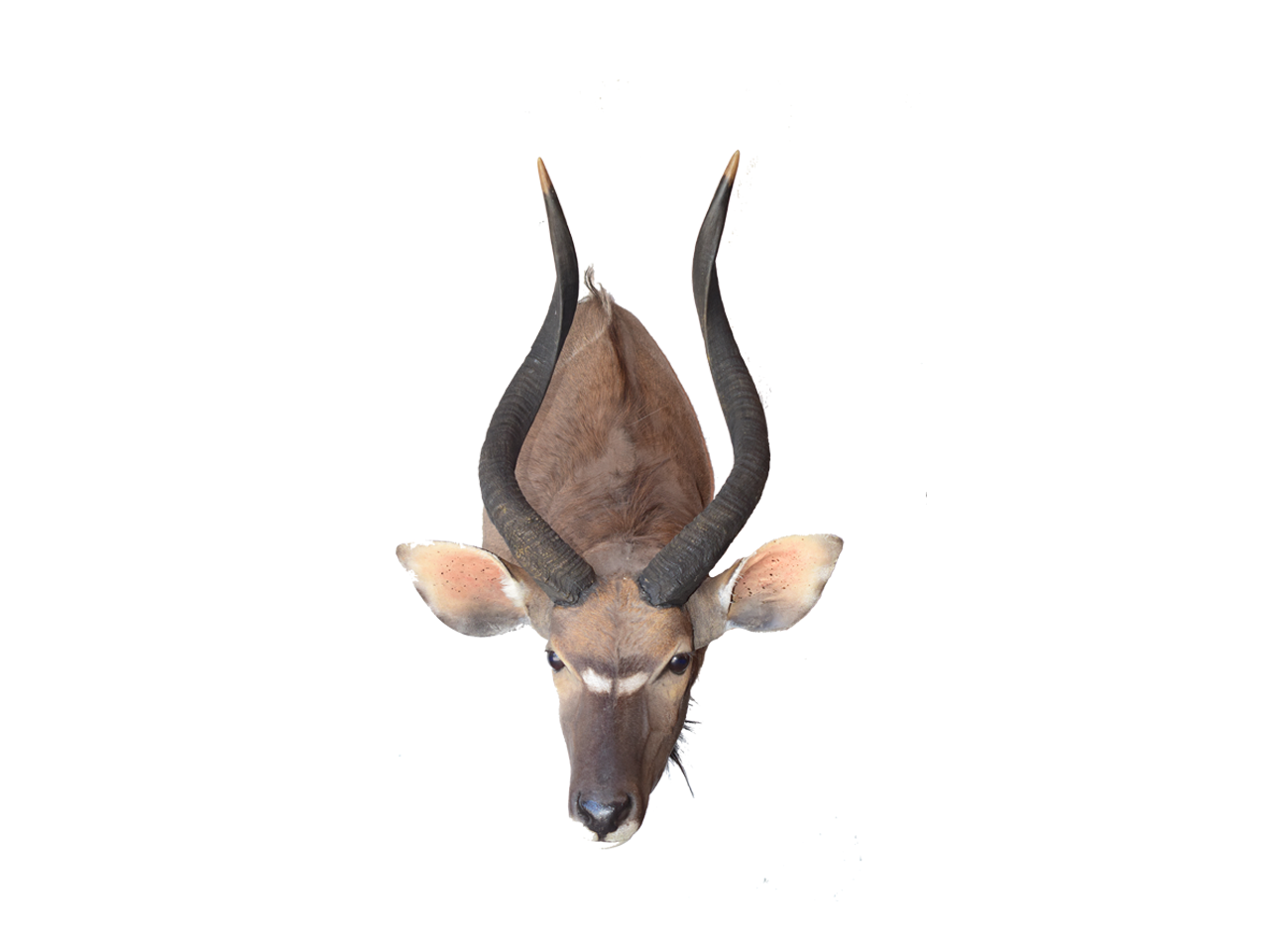 Nyala Shoulder Mount - NSM3 - Image 2