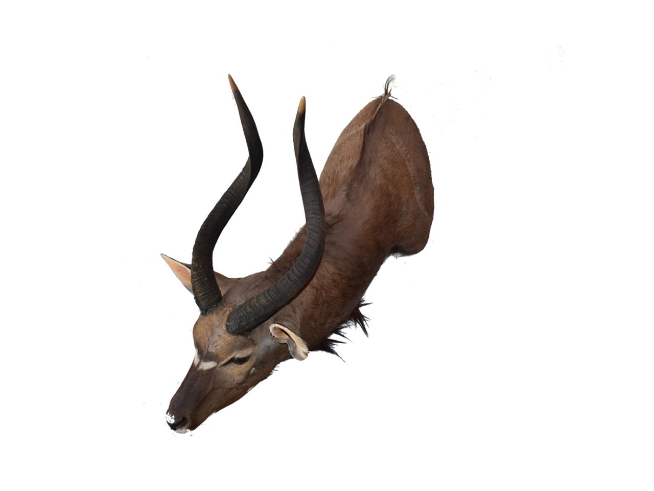 Nyala Shoulder Mount - NSM3