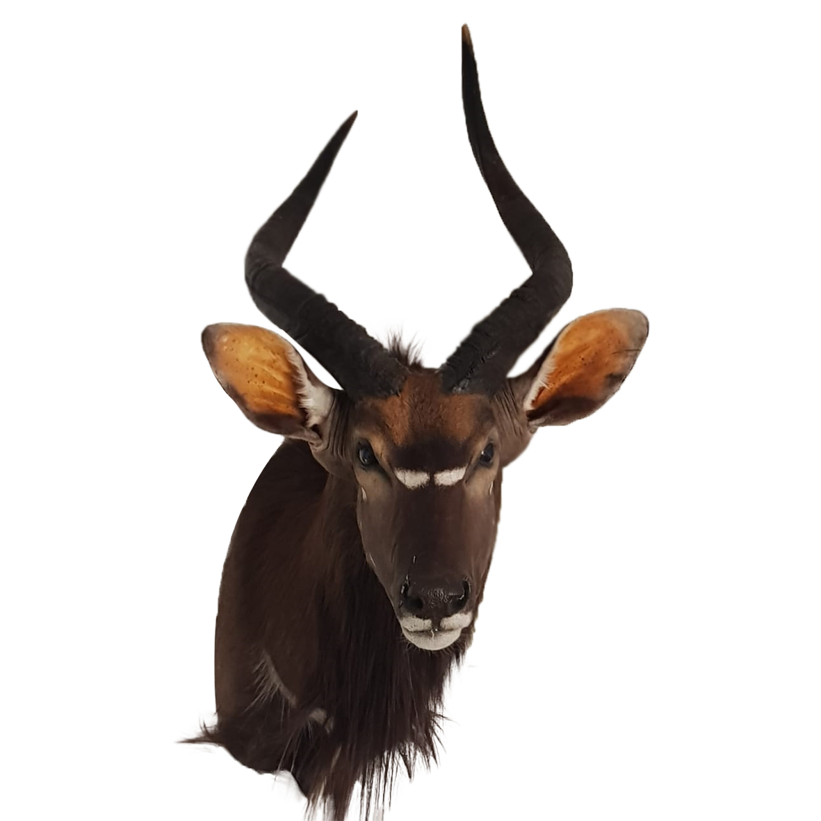 NYALA SHOULDER MOUNT NSM8L