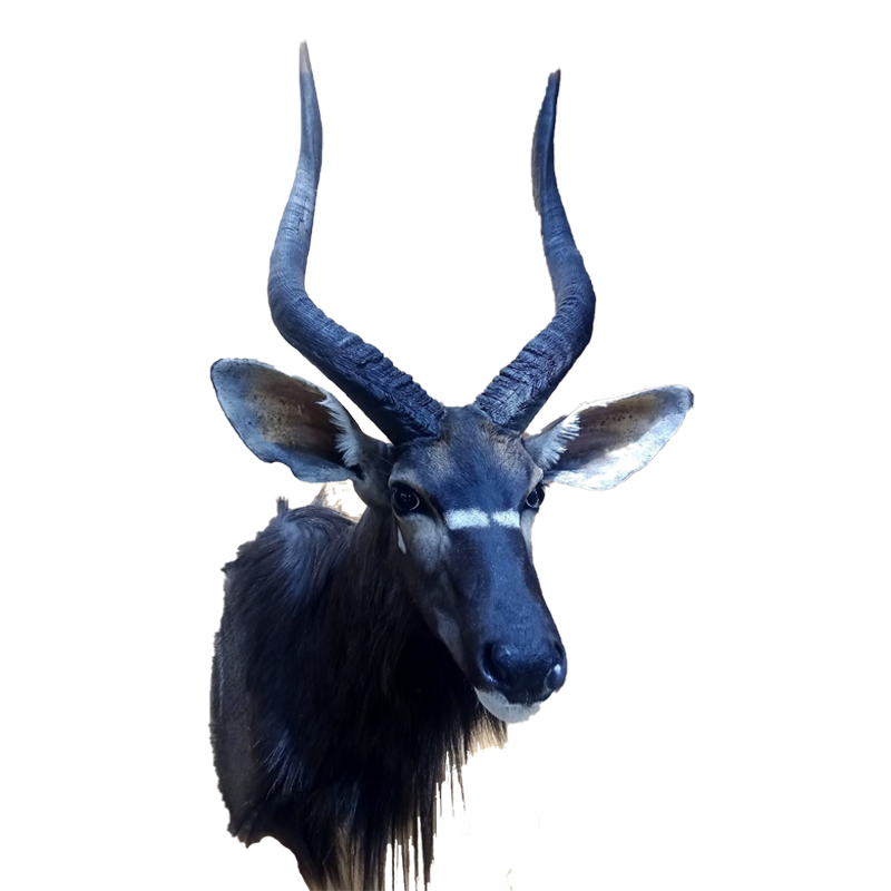 Nyala Shoulder Mount - NSM110