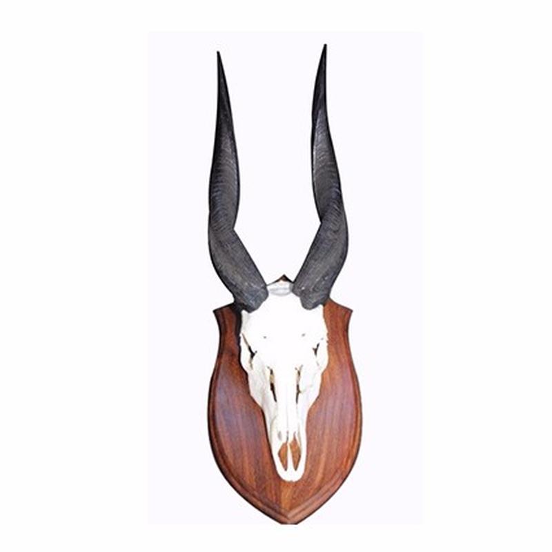 Nyala Skull Mount NS1