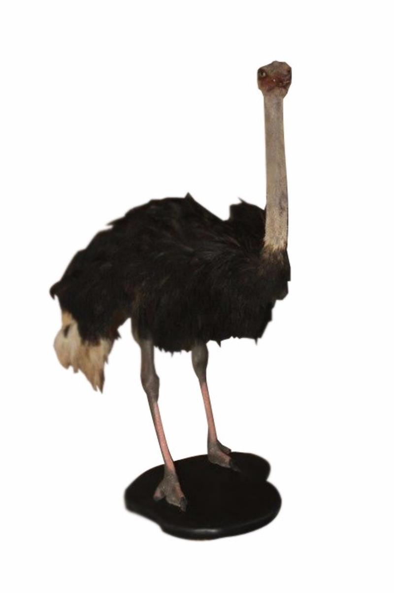 Ostrich Full Mount OSM1 - Image 2