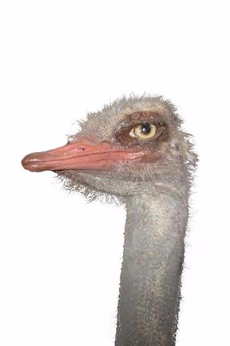 Ostrich Full Mount OSM1 - Image 3