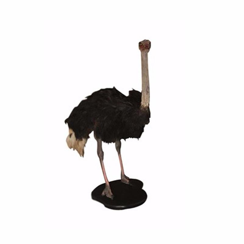Ostrich Full Mount OSM1