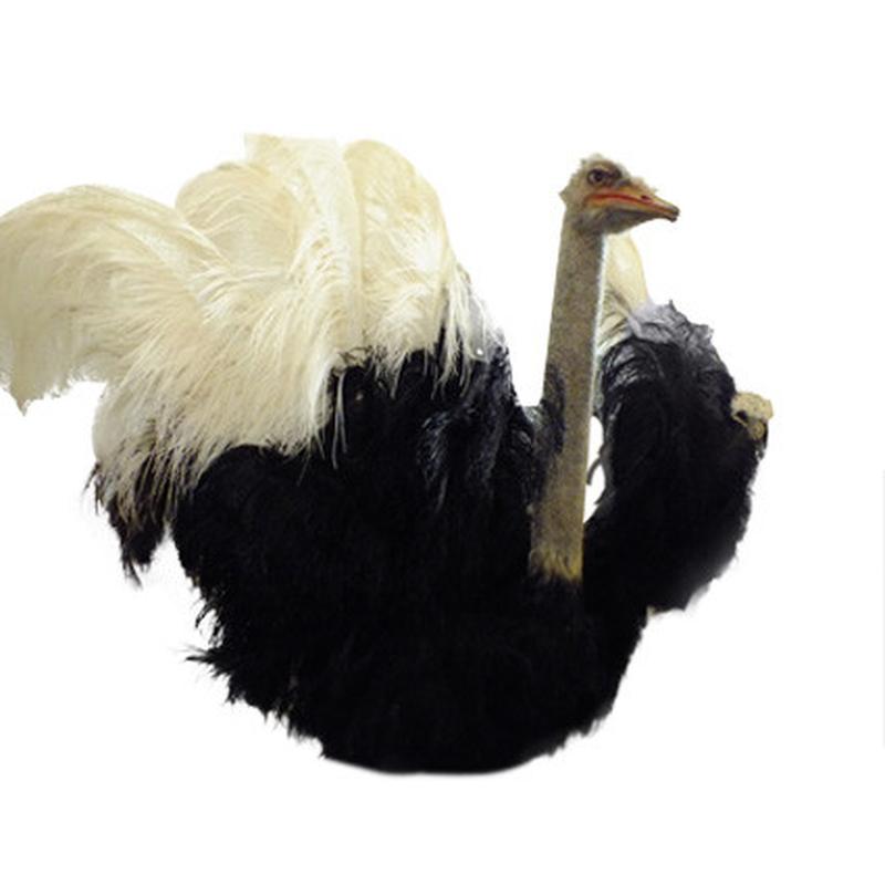 Ostrich Shoulder Mount - O02 - Image 3