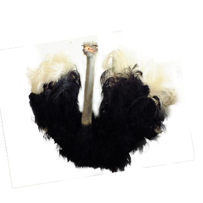 Ostrich Shoulder Mount - O02