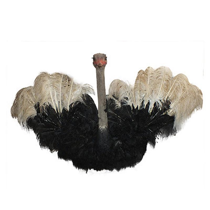Ostrich Shoulder Mount O1 - Image 2