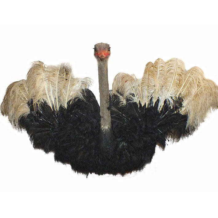 Ostrich Shoulder Mount O1