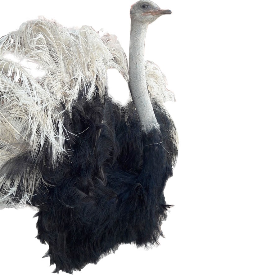 Ostrich Shoulder Mount OSM23 - Image 2