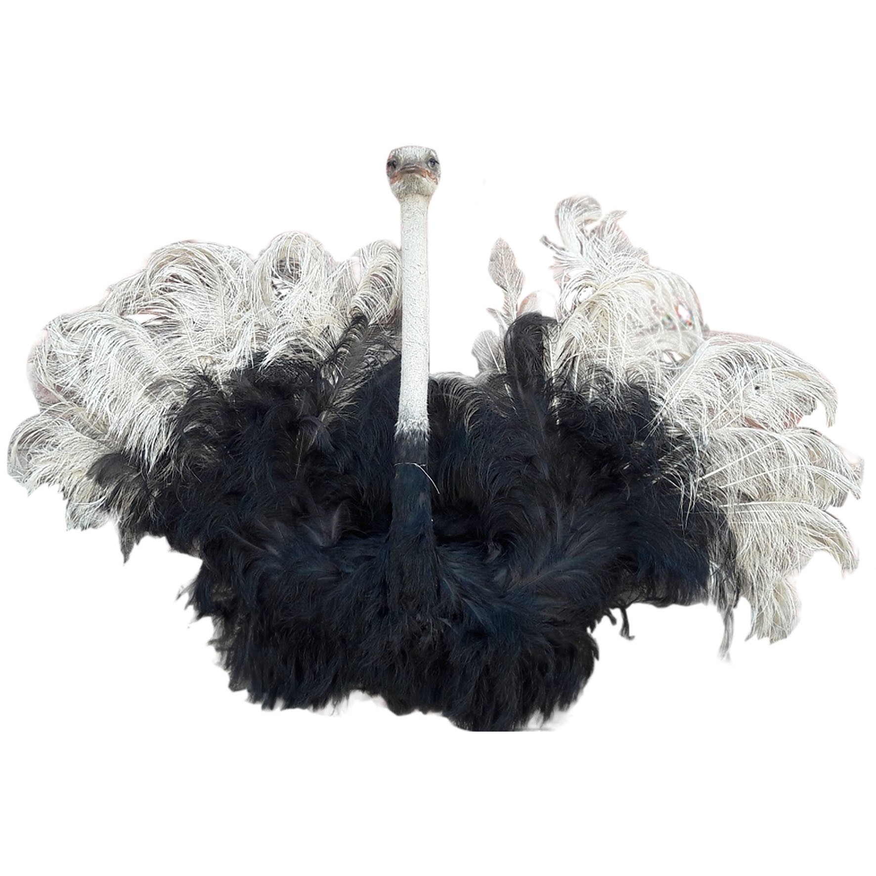 Ostrich Shoulder Mount OSM23