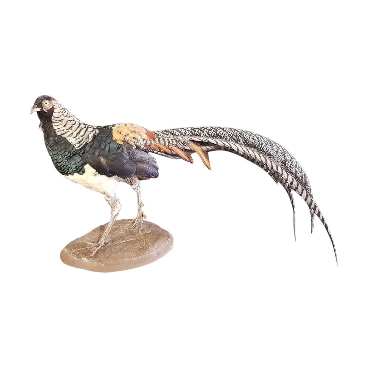 PHEASANT FULL MOUNT