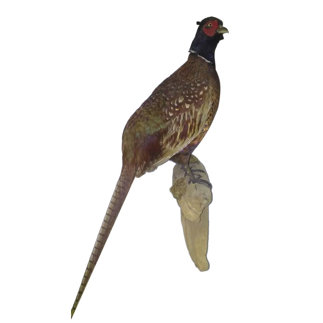 PHEASANT RING NECKED
