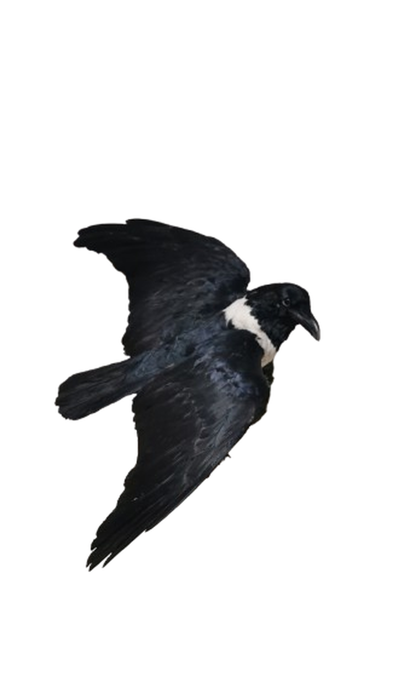 Pied Crow - Image 2