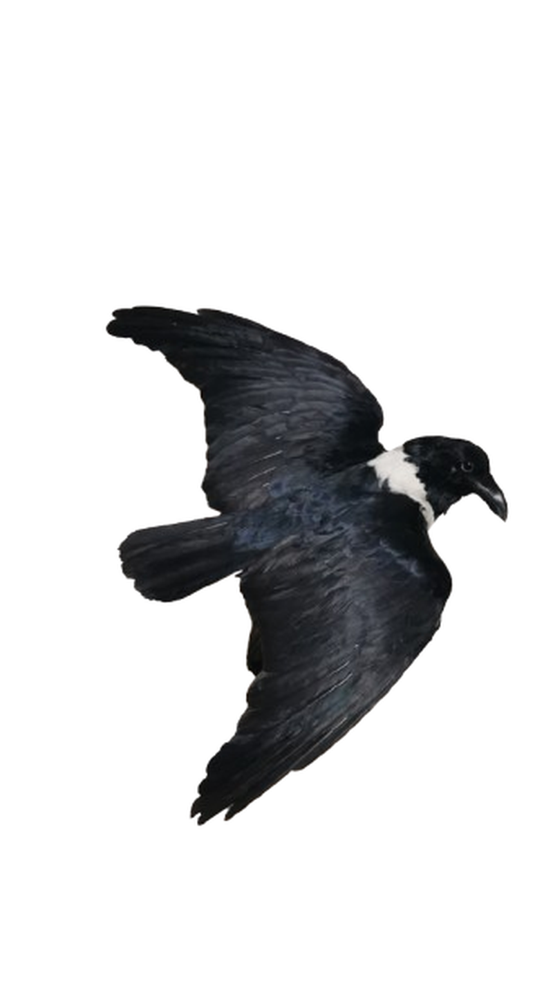 Pied Crow - Image 3