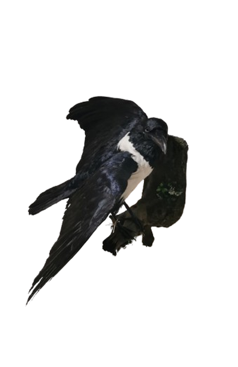 Pied Crow