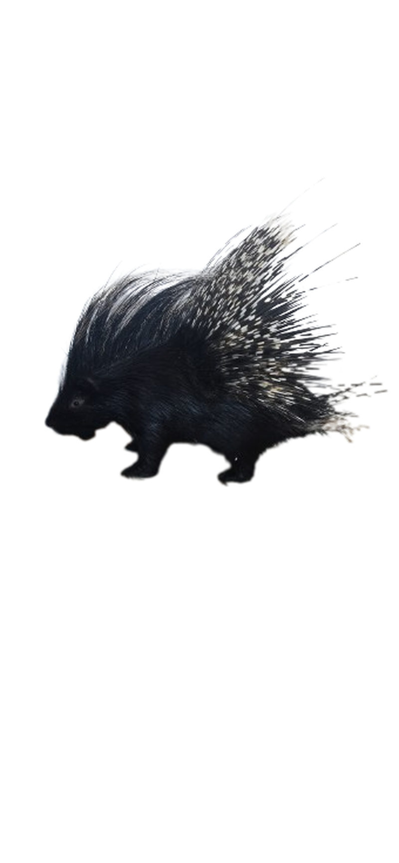 Porcupine Full Mount - Image 2