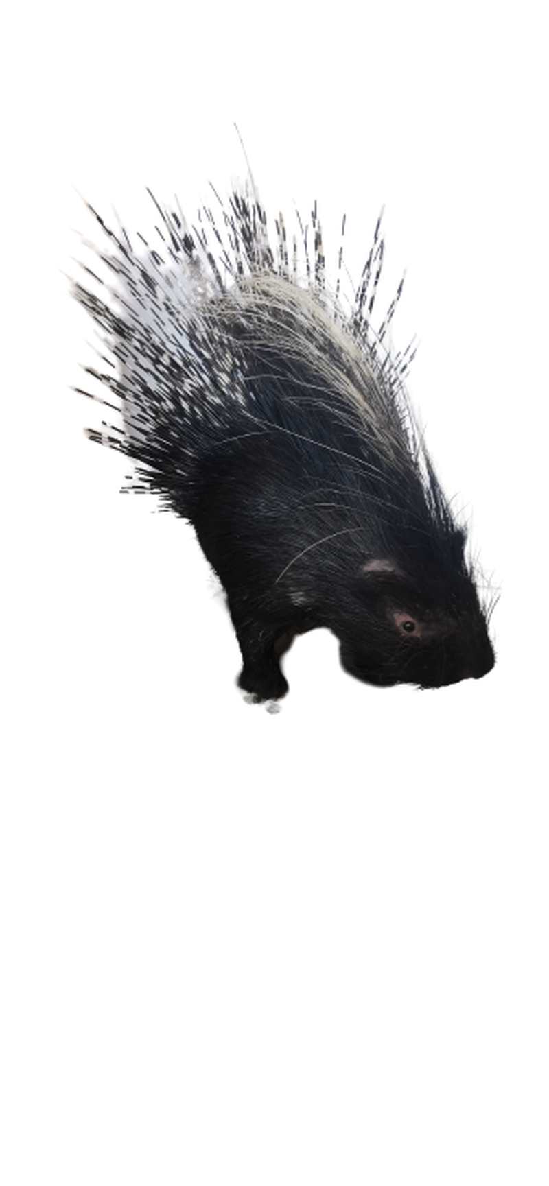Porcupine Full Mount - Image 3