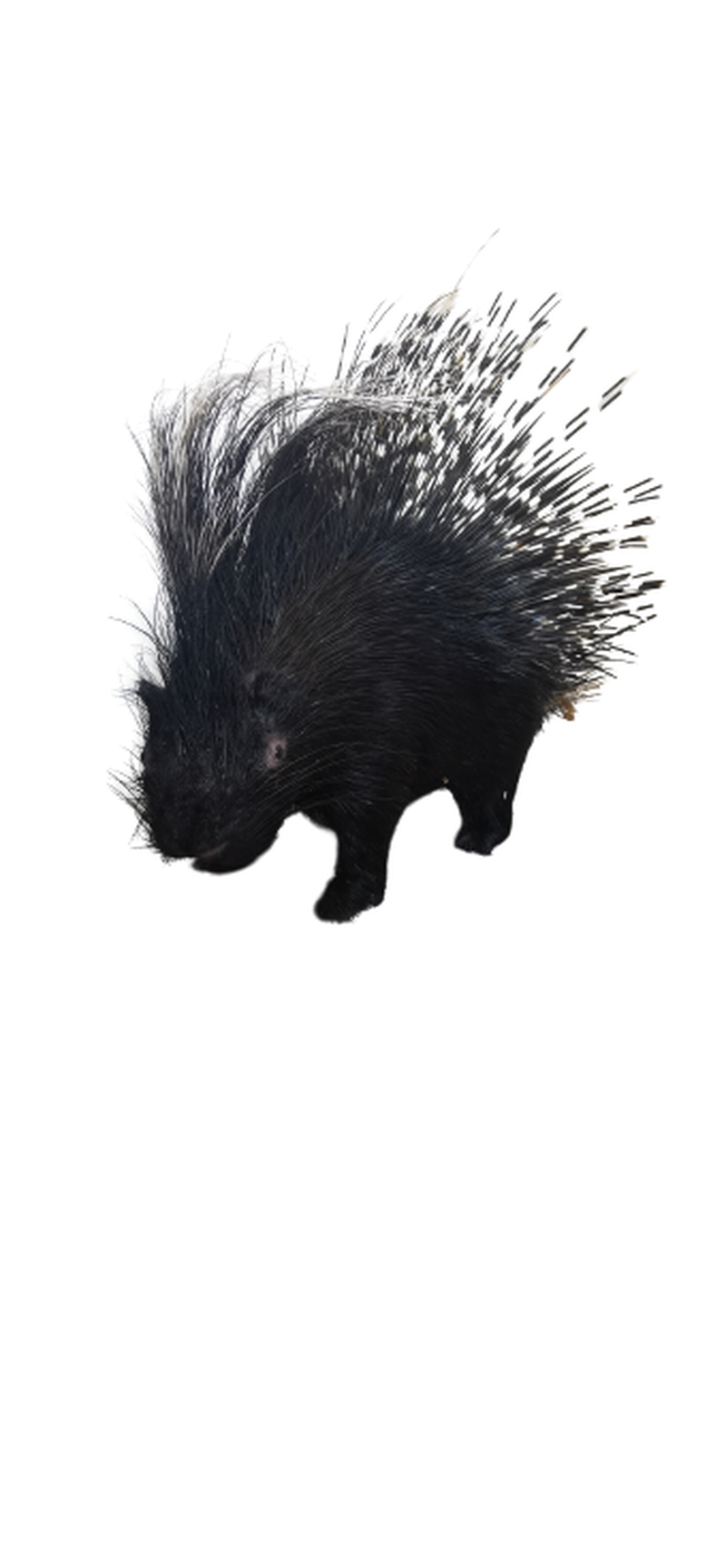 Porcupine Full Mount - Image 4