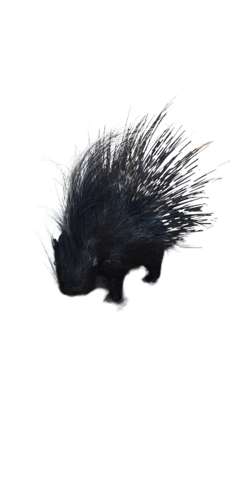 Porcupine Full Mount - Image 2