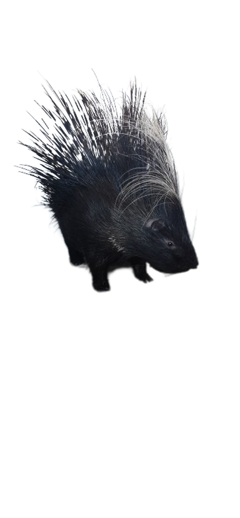 Porcupine Full Mount - Image 3