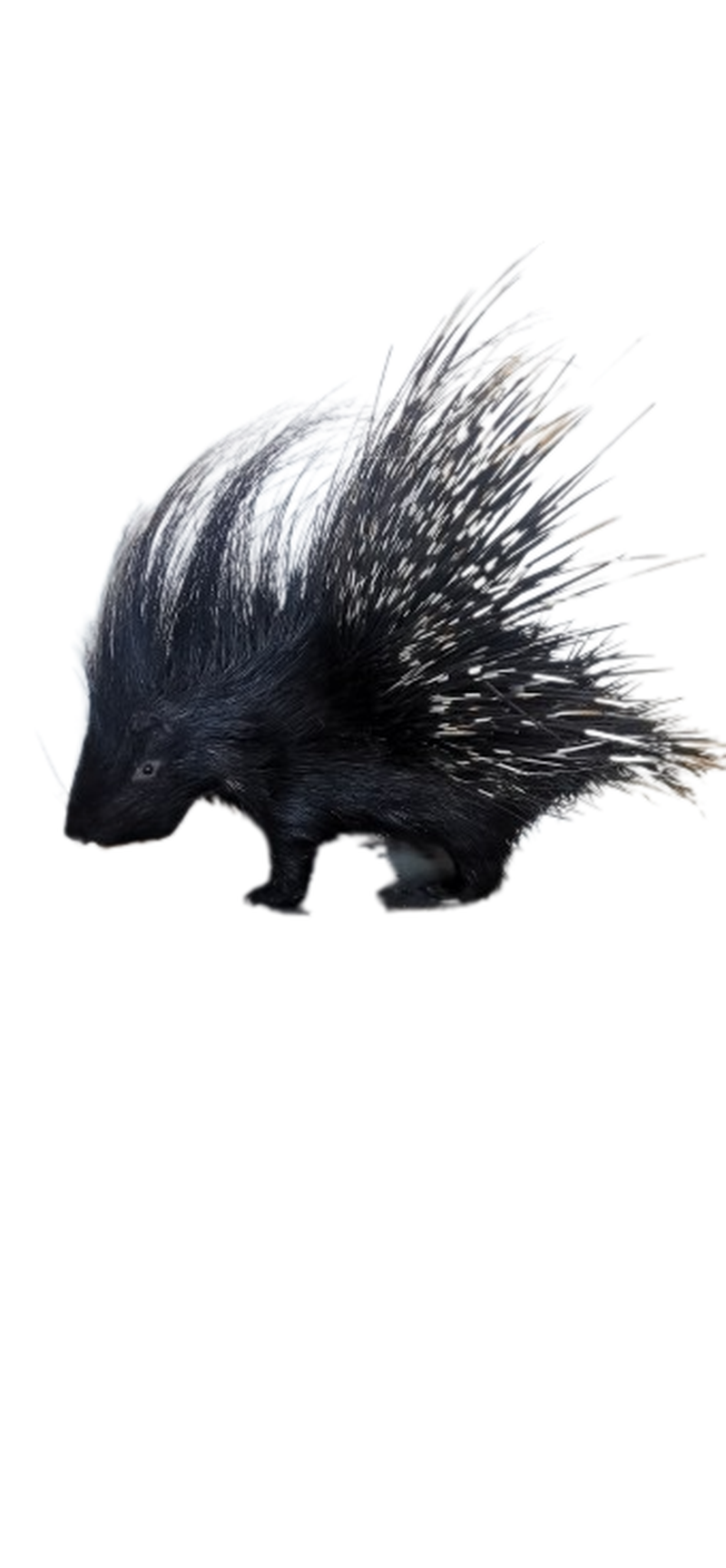 Porcupine Full Mount