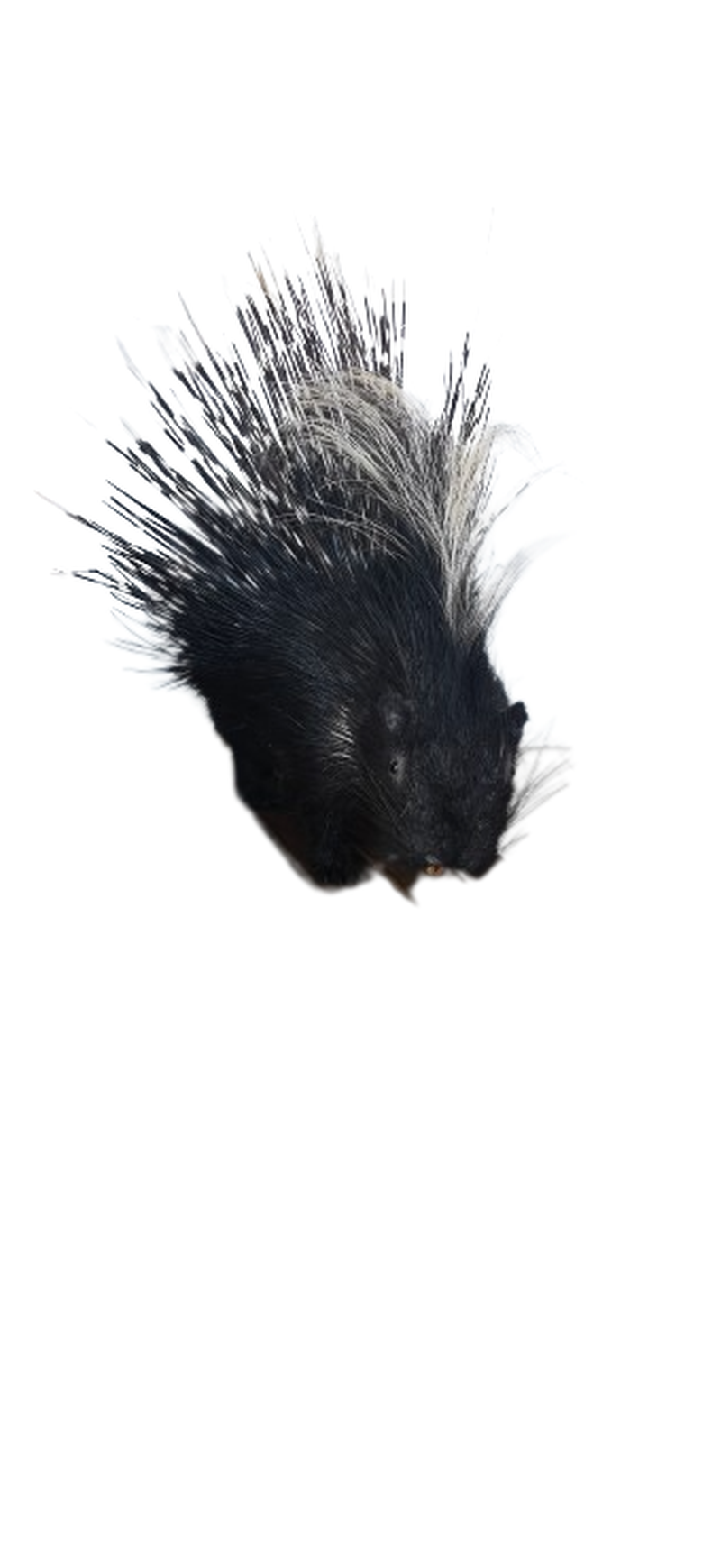 Porcupine Full Mount - Image 2
