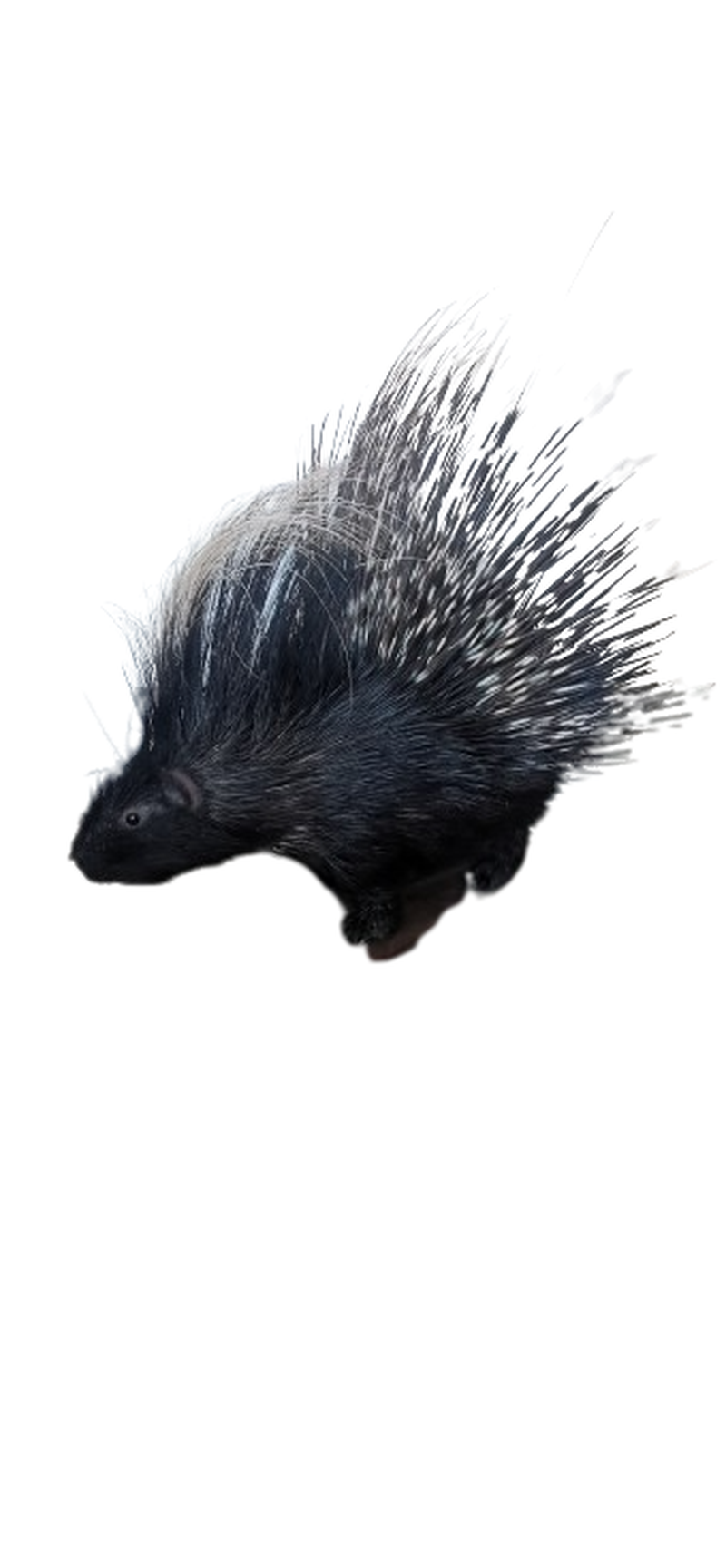 Porcupine Full Mount - Image 3