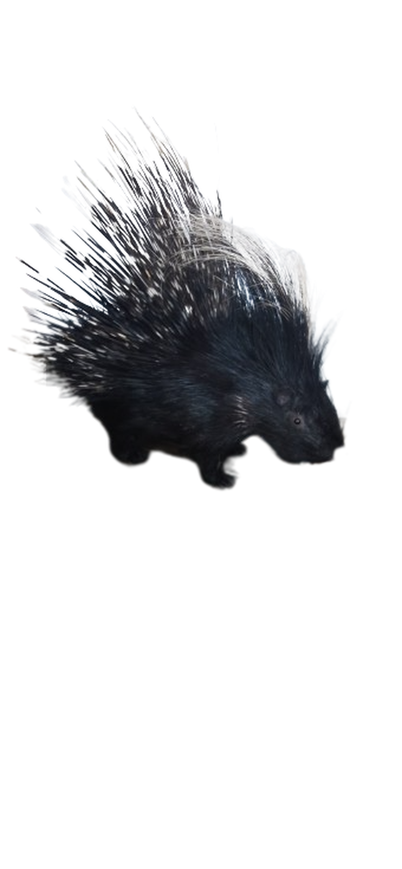 Porcupine Full Mount