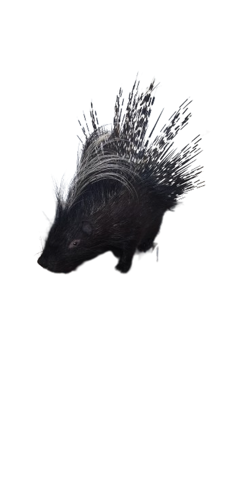 Porcupine Full Mount - Image 2