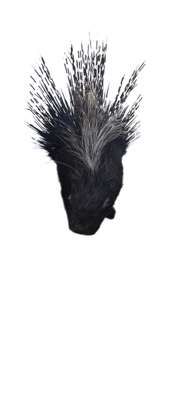 Porcupine Full Mount - Image 3