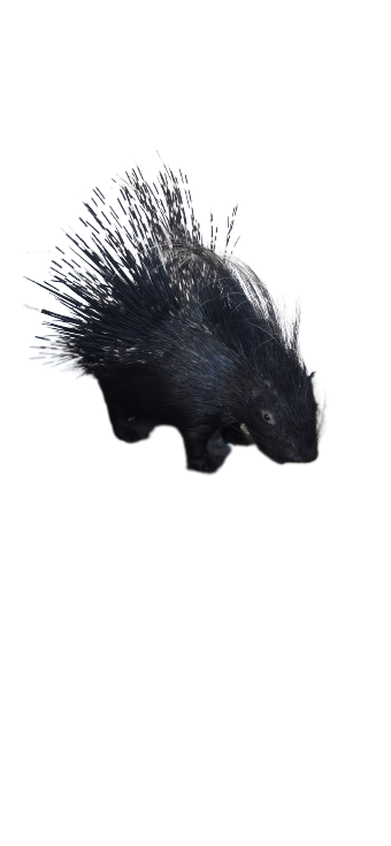Porcupine Full Mount