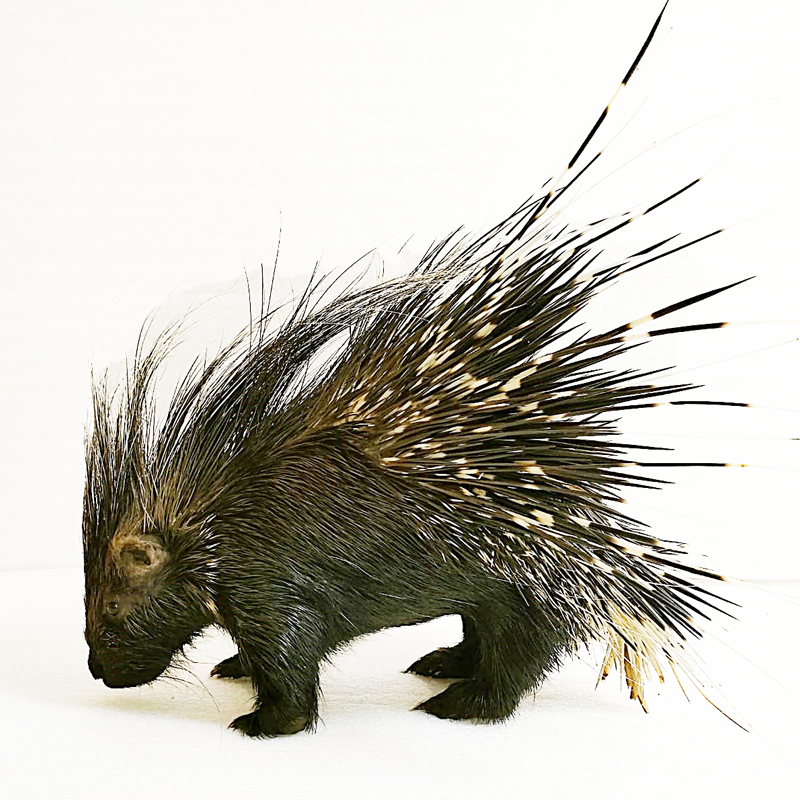 Porcupine Full Mount PFM100 - Image 6