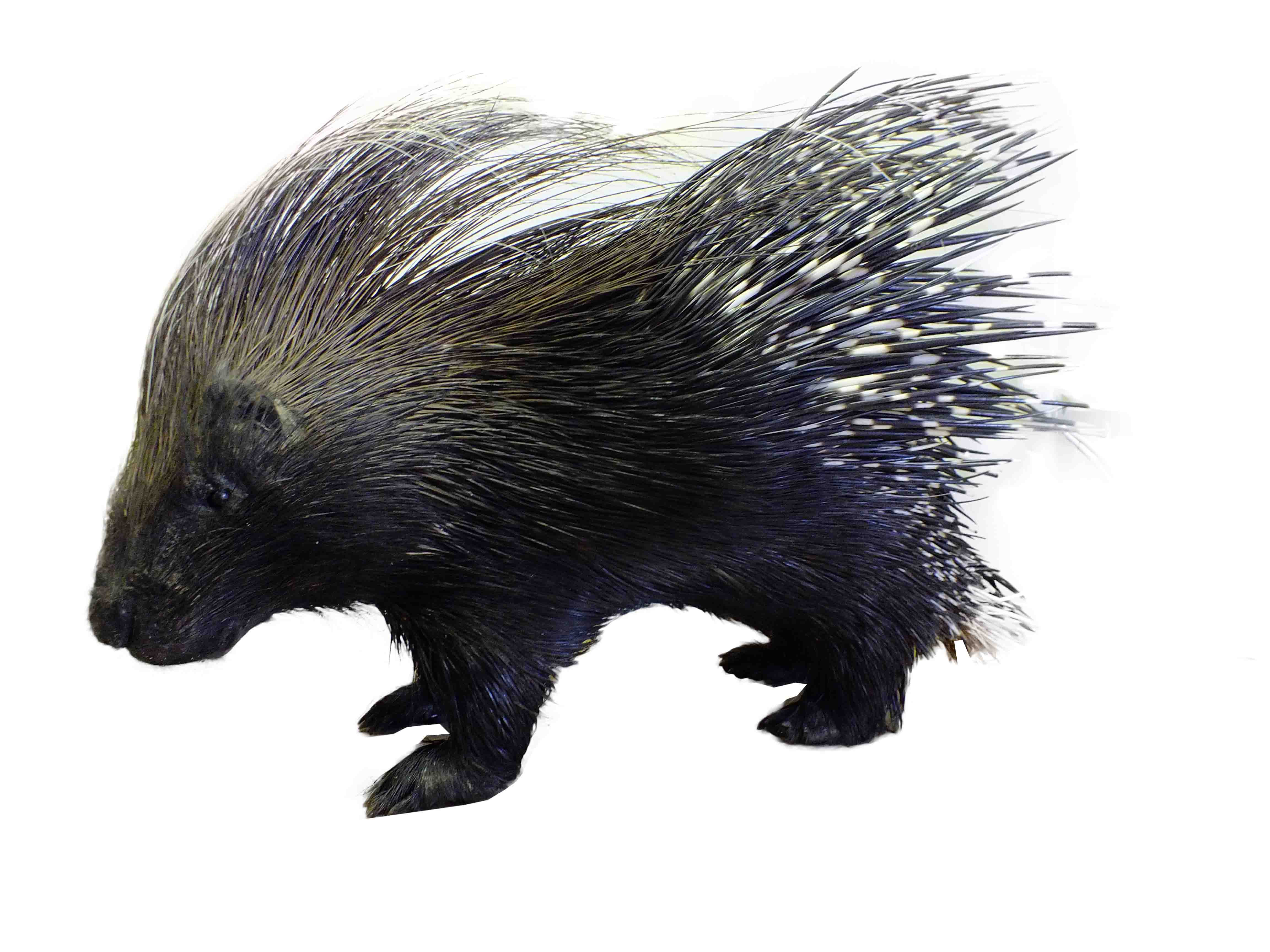 Porcupine Full Mount For Sale P1 - Image 2