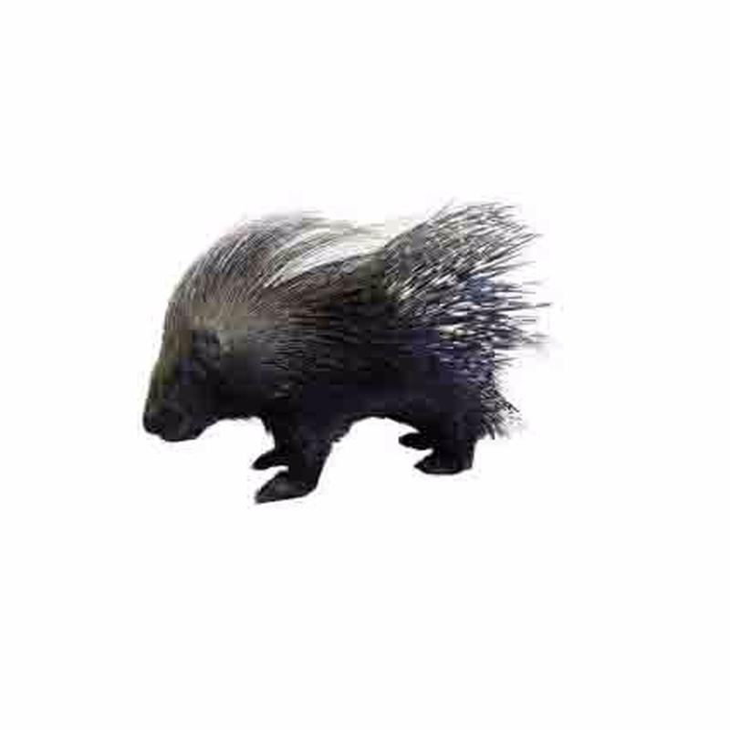 Porcupine Full Mount For Sale P1